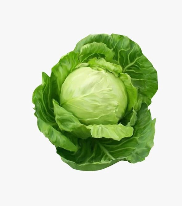 Fresh Organic Product 06